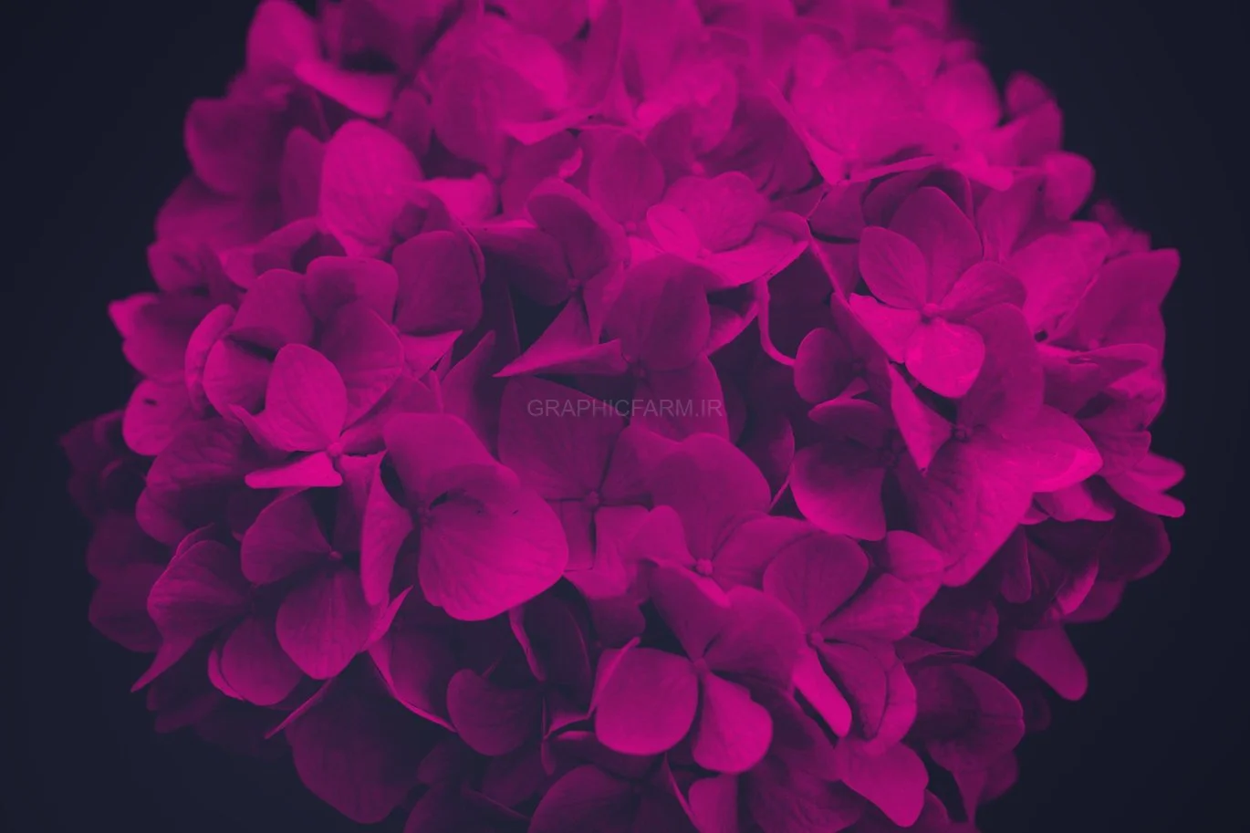 Elegant Flower Brushes For Photoshop