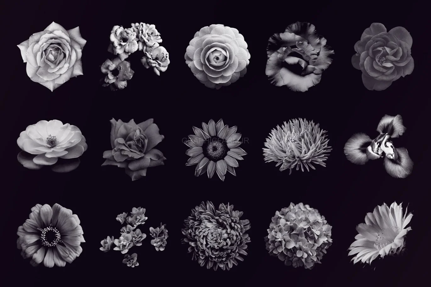 Elegant Flower Brushes For Photoshop