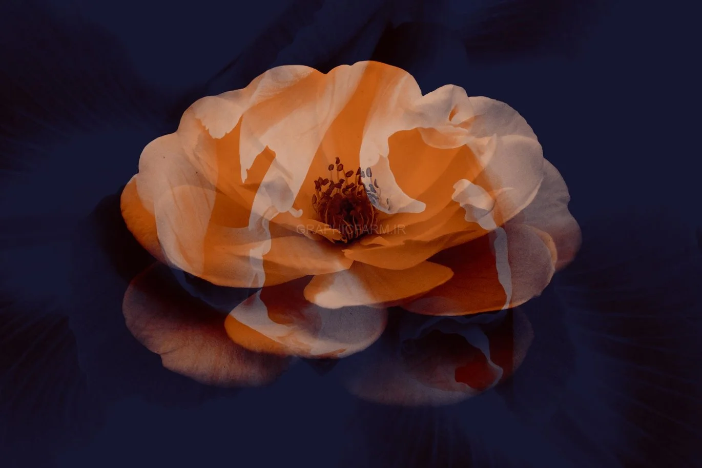 Elegant Flower Brushes For Photoshop