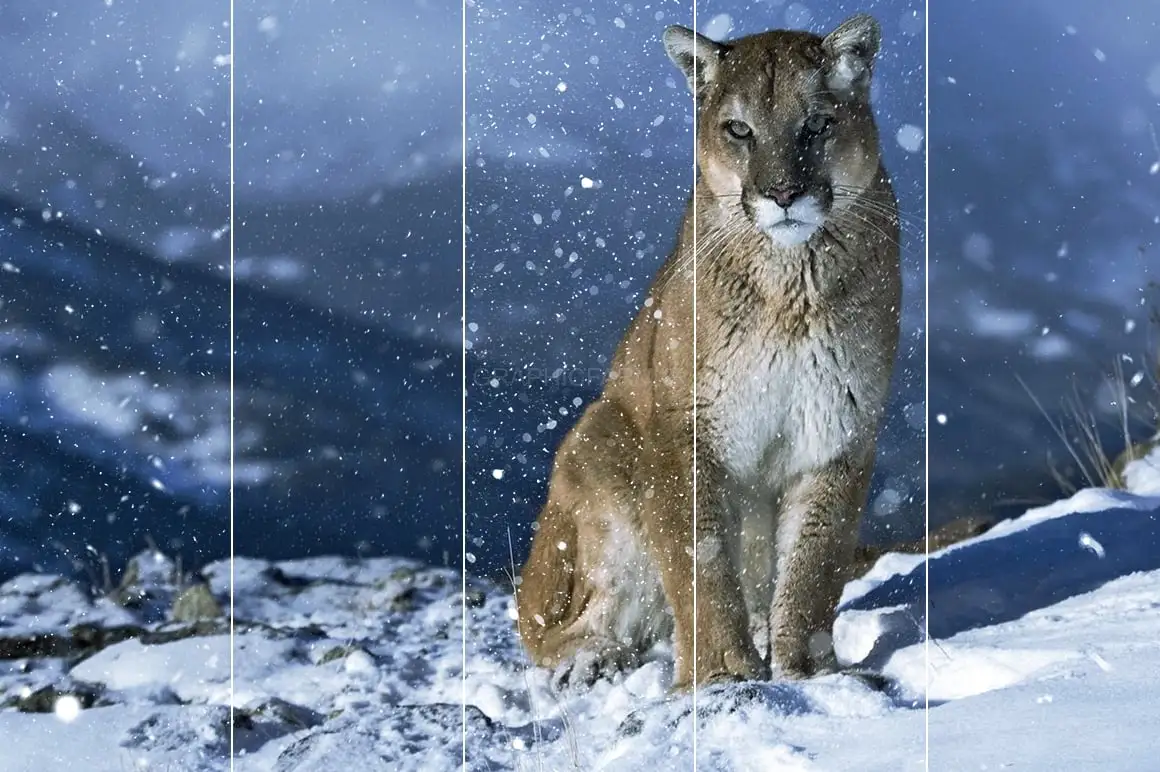 Digital Snow Photoshop Brushes